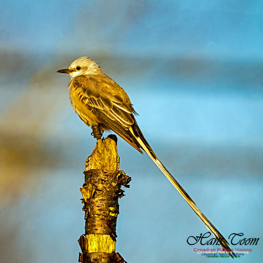 Sissor-tailed Flycatcher 108