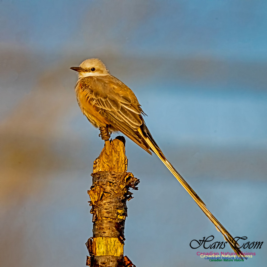 Sissor-tailed Flycatcher 109