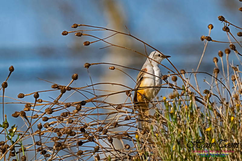 Sissor-tailed Flycatcher 100