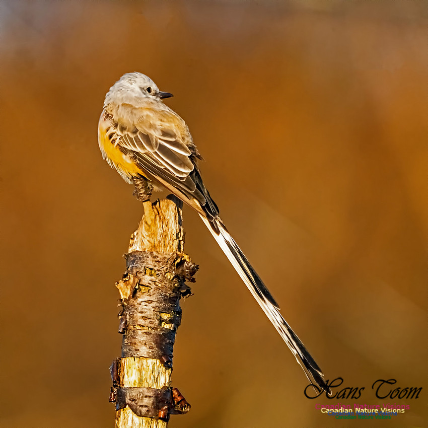 Sissor-tailed Flycatcher 110