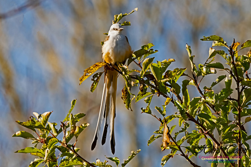 Sissor-tailed Flycatcher 101