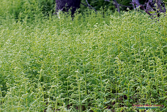 Hay-scented Fern