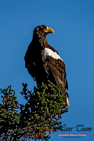 Steller's Sea Eagle 103