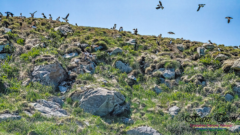 Great Island Puffins 112