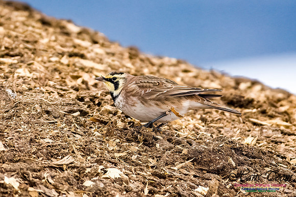 Horned Lark 105