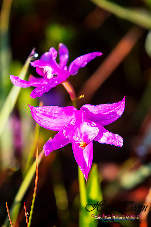 Grass Pink Orchid 117