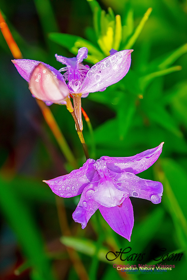 Grass Pink Orchid 124