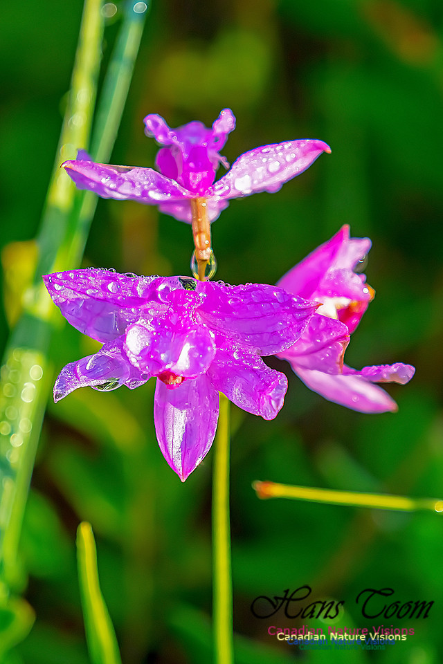 Grass Pink Orchid 122