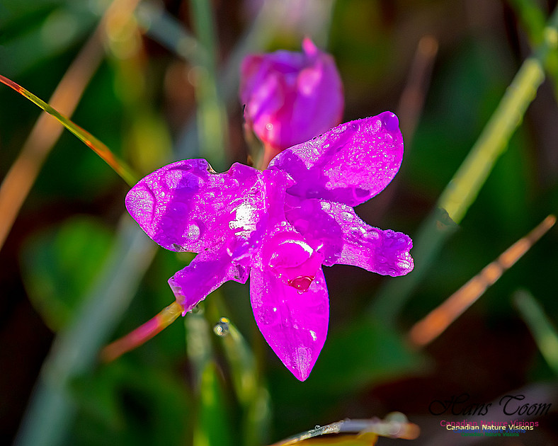 Grass Pink Orchid 121