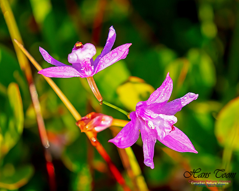 Grass Pink Orchid 120
