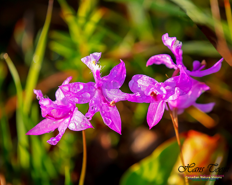 Grass Pink Orchid 119