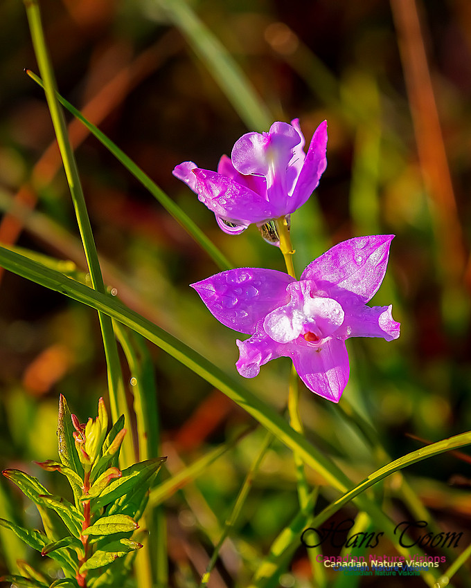 Grass Pink Orchid 118