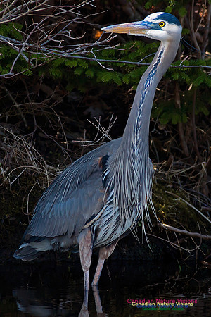 Great Blue Heron