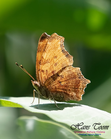 Long Dash Skipper 10