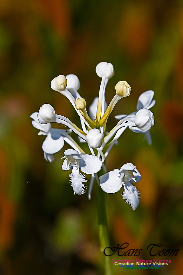 Fringed White Orchid 24