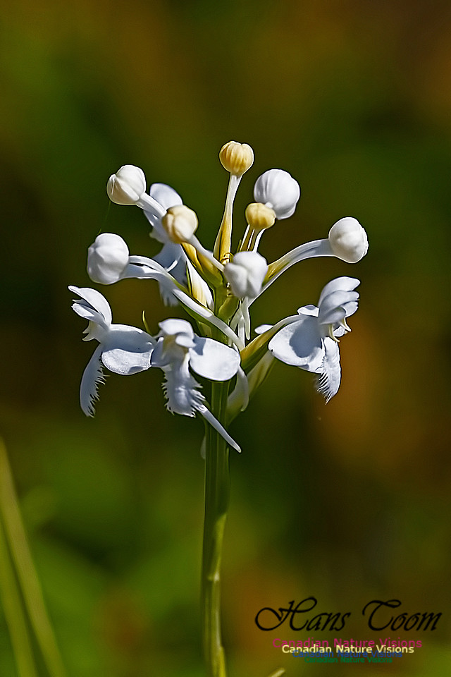 Fringed White Orchid 23