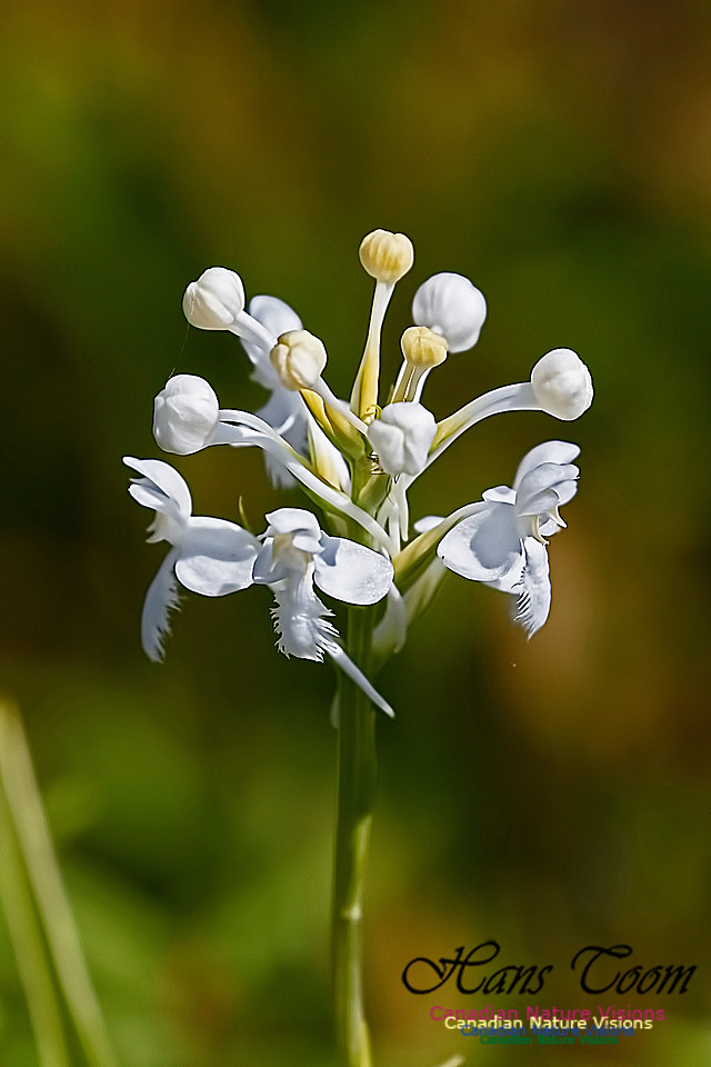 Fringed White Orchid 22