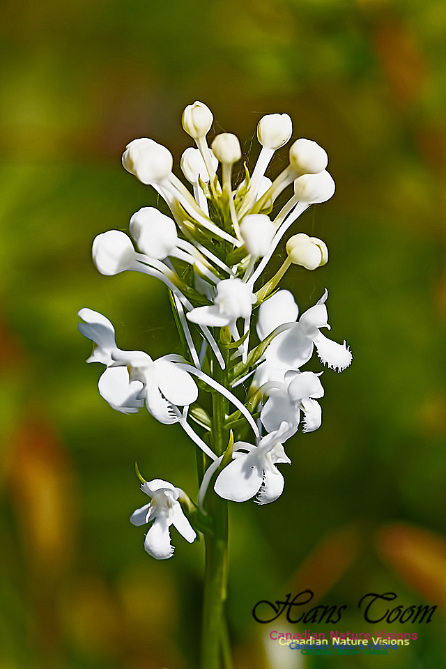 Fringed White Orchid 21