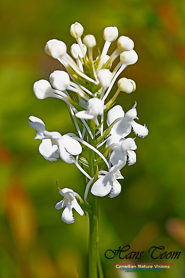 Fringed White Orchid 20
