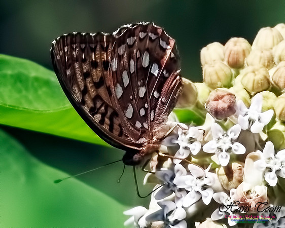 Silver-bordered Fritillary 10