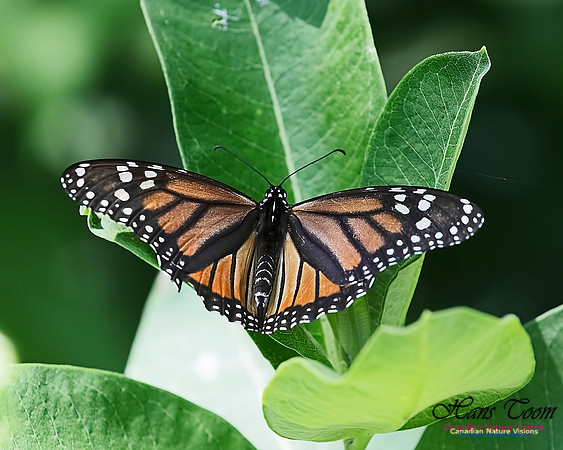 Monarch Butterfly 101