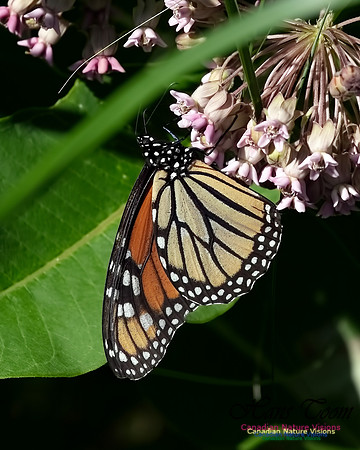 Monarch Butterfly 100