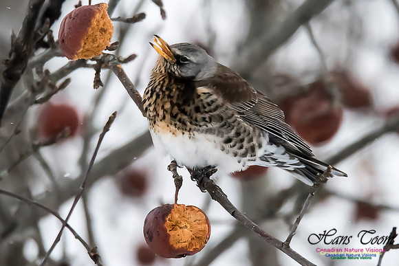 Fieldfare