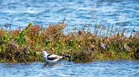American Avocet and Friends