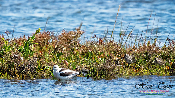 American Avocet 300