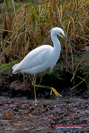 Snowy Egret