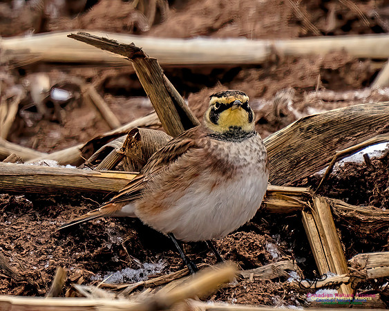 Horned Lark 450