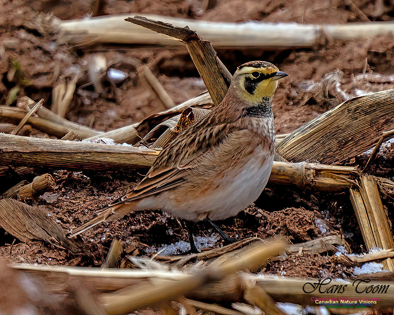 Horned Lark 456