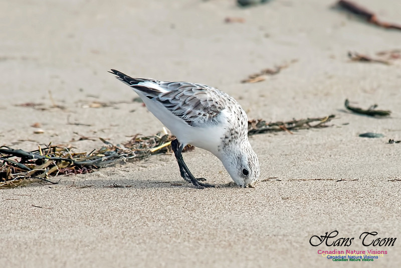 Semipalmated Sandpiper