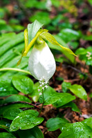 White Lady's Slipper Orchid
