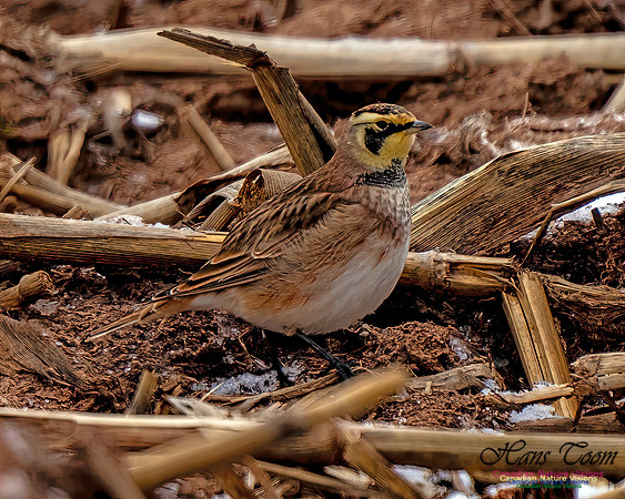 Horned Lark 455