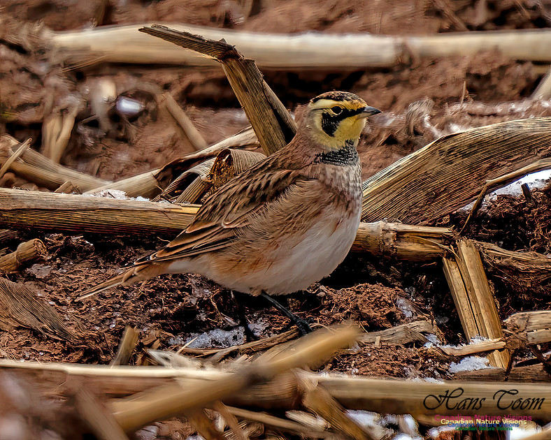 Horned Lark 455