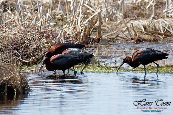 Glossy Ibis