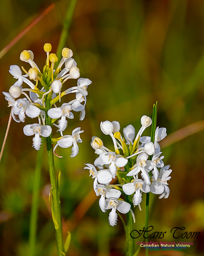 Fringed White Orchid 41