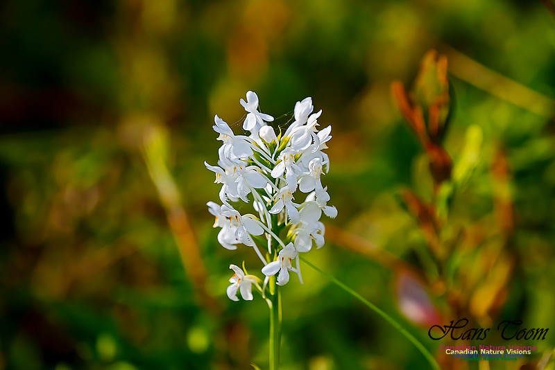 Fringed White Orchid 38