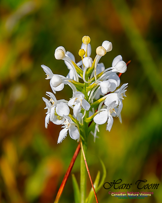 Fringed White Orchid 37