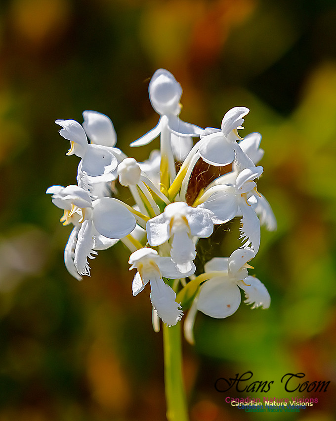 Fringed White Orchid 39