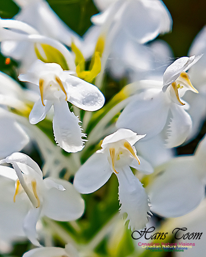 Fringed White Orchid 40