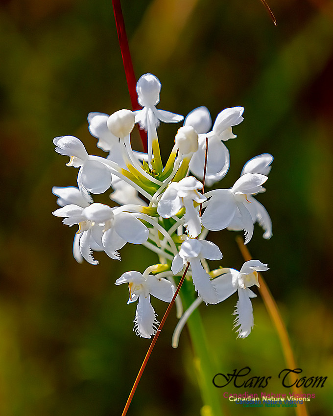 Fringed White Orchid 36