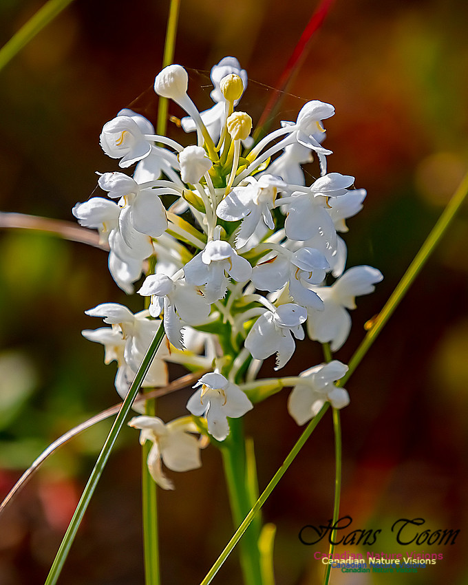 Fringed White Orchid 35