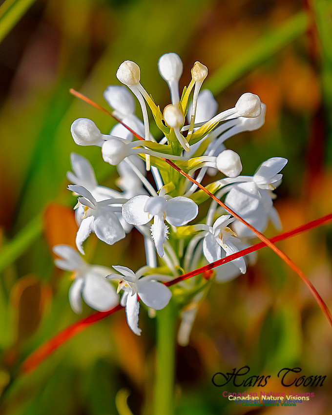 Fringed White Orchid 34