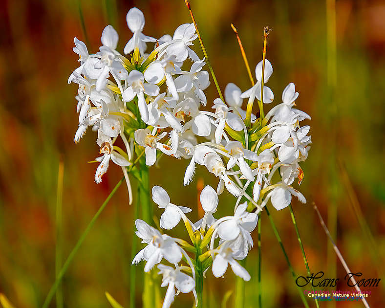 Fringed White Orchid 33