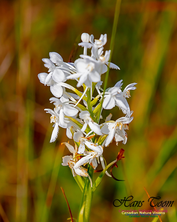 Fringed White Orchid 32