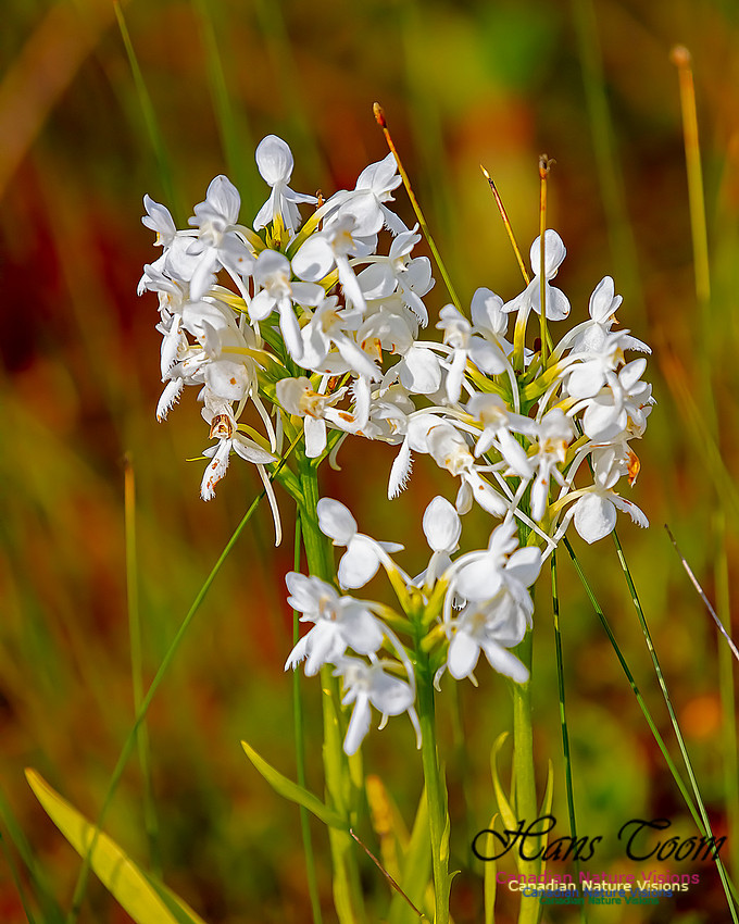 Fringed White Orchid 31
