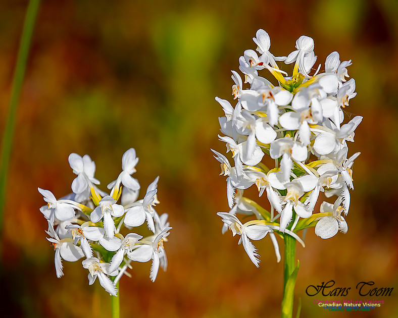 Fringed White Orchid 30
