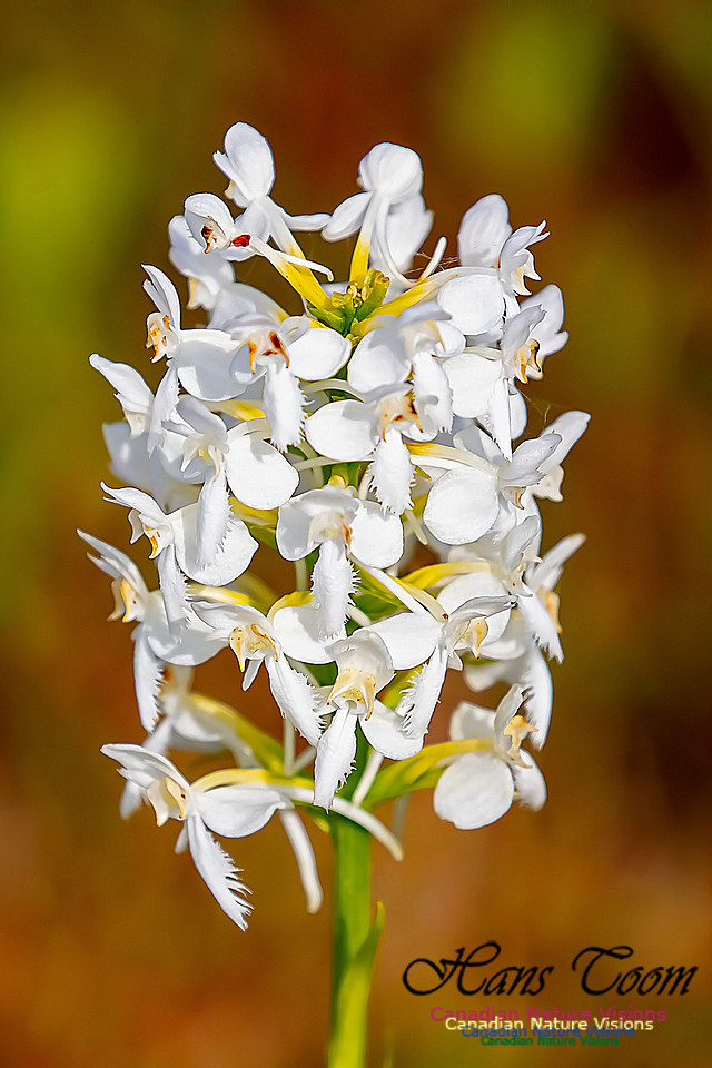 Fringed White Orchid 29